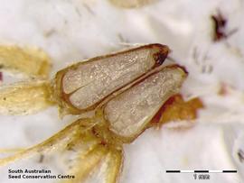   Fruits:   Achnophora tatei , dissected achene with pappus intact; Photo by South Australian Seed Conservation Centre, used with permission
